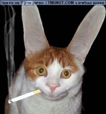 ShenkyeiRambo's picture ShenkyeiRambo's picture