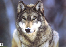 wolffan's picture