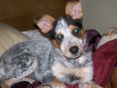 raging4cupcakes's picture