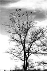 DelictDisaster's picture