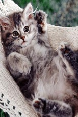 silvertail's picture