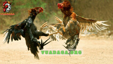 vuadagaorg's picture vuadagaorg's picture