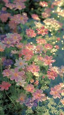 wijip's picture wijip's picture