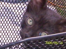 dark_angle's picture