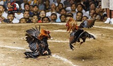 blvthangtaidau's picture blvthangtaidau's picture