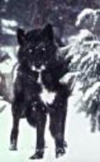 ShadowedWolfen's picture ShadowedWolfen's picture