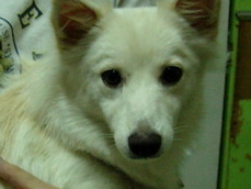 chuuka_zanmai2804's picture