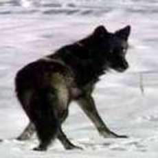 sweetcynthia1995's picture