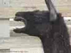 llama116's picture llama116's picture