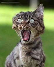 tayz's picture tayz's picture