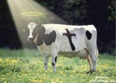 HOLYcow's picture