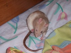 ratpet's picture ratpet's picture