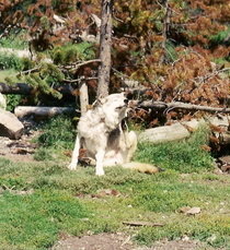 FlamingFireMitten's picture