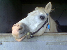 showjumpa10's picture showjumpa10's picture