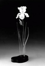 RollsIris's picture RollsIris's picture