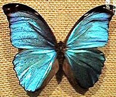 purplecatfish369's picture purplecatfish369's picture