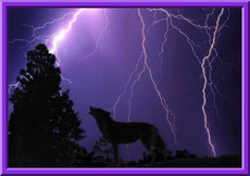 WolfDream1's picture