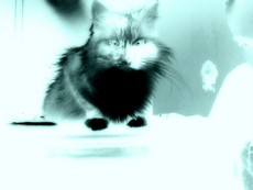 letolover's picture letolover's picture