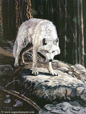 Sirenwolf's picture Sirenwolf's picture