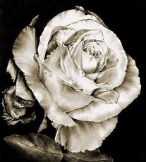 quannah101's picture quannah101's picture