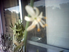 DragonWitchWoman21's picture DragonWitchWoman21's picture