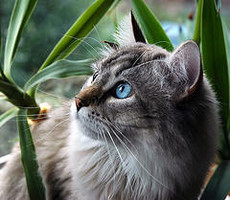 Nightstarbf's picture Nightstarbf's picture