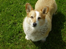 ferretfan's picture ferretfan's picture