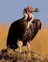 Vulture's picture