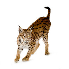 Riversplash's picture Riversplash's picture