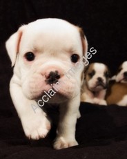 ihoward123's picture ihoward123's picture