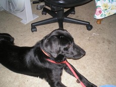 celtichood's picture celtichood's picture