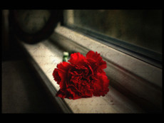 scarlettXrose's picture scarlettXrose's picture