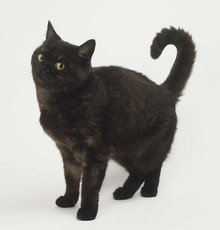 RavenheartofShadowClan's picture