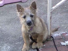 WolfDemonChick's picture WolfDemonChick's picture