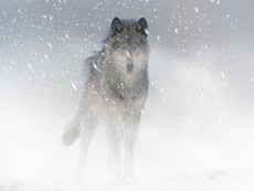 DrakoZombie's picture DrakoZombie's picture