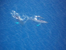 StingRae's picture StingRae's picture