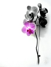 wildfire920's picture wildfire920's picture