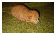 alanachan's picture alanachan's picture