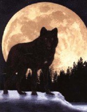 Blackwolfpuppy's picture