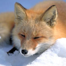 KitsuneAscendant's picture