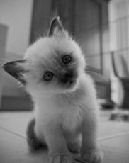 zeldaoasis's picture