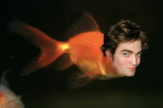 hoydeebean's picture