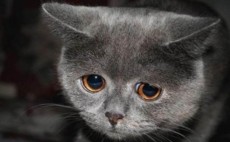 aiste's picture aiste's picture